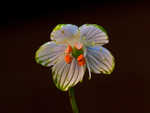 Largeleaf grass of Parnassus